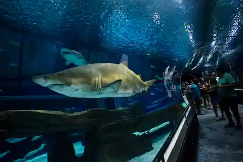 Río: bulevar Olímpico, AquaRio y Museo del Mañana