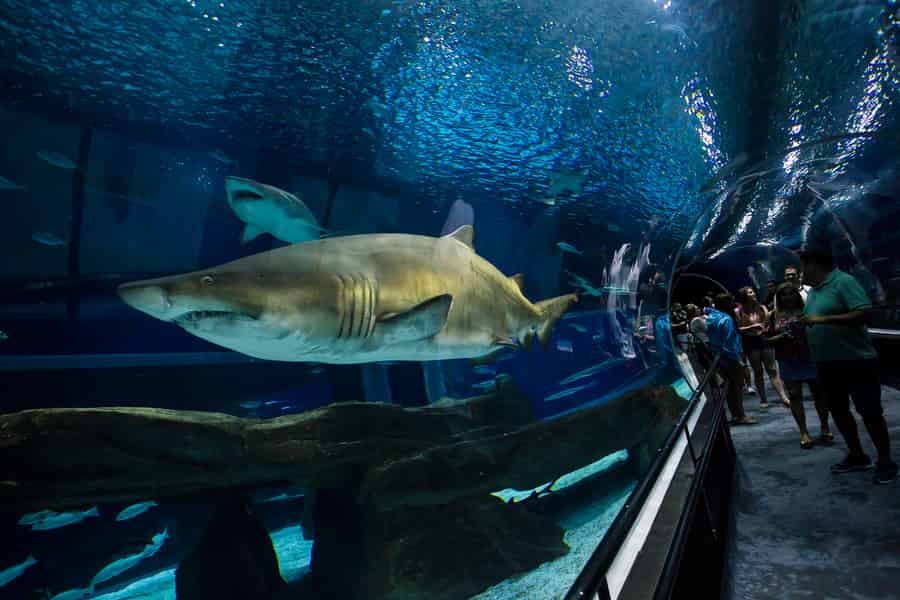 Rio: Olympia-Boulevard, AquaRio und Museum of Tomorrow Tour. Foto: GetYourGuide Rio: Olympia-Boulevard, AquaRio und Museum of Tomorrow Tour. Foto: GetYourGuide