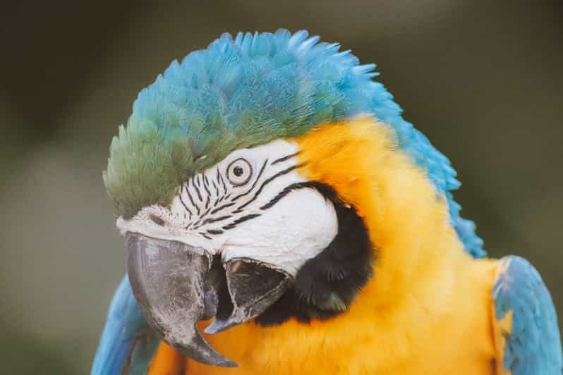 Rio de Janeiro: Animal Tour to BioParque do Rio and AquaRio