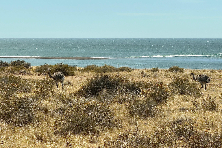 Cruise Passengers: Peninsula Valdés With Ticket Included Cruise Passengers: Shared Peninsula Valdés Tour