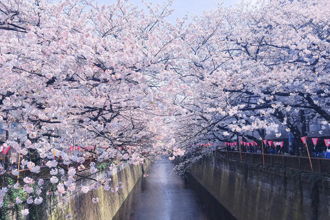 Cherry Blossom Seasonal Special: Classic Tokyo Day Tour Includes beef set meal