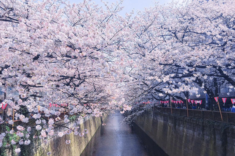 Cherry Blossom Seasonal Special: Classic Tokyo Day Tour Includes beef set meal