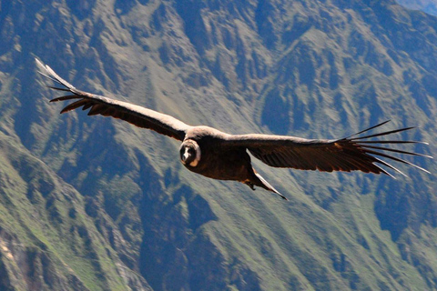 From Arequipa: Colca Canyon and Condor Watching Day Trip