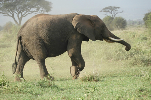 Von Nairobi aus: Amboseli National Park Tagesausflug & Pirschfahrt