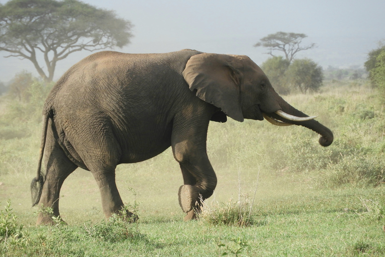 De Nairobi: Viagem de 1 dia ao Parque Nacional Amboseli e passeio de carroDe Nairóbi: excursão diurna ao Parque Nacional Amboseli e safári