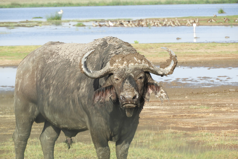 Von Nairobi aus: Amboseli National Park Tagesausflug & Pirschfahrt