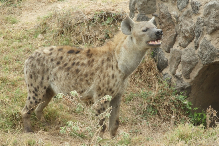 Von Nairobi aus: Amboseli National Park Tagesausflug & Pirschfahrt