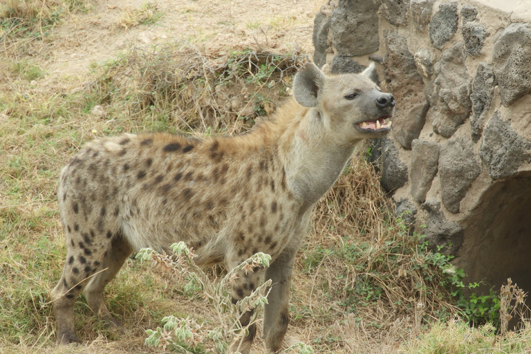 Von Nairobi aus: Amboseli National Park Tagesausflug & Pirschfahrt