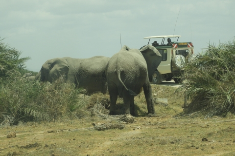 Von Nairobi aus: Amboseli National Park Tagesausflug & Pirschfahrt
