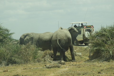 Von Nairobi aus: Amboseli National Park Tagesausflug & Pirschfahrt