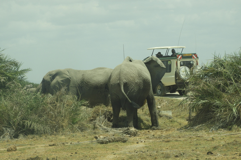 De Nairobi: Viagem de 1 dia ao Parque Nacional Amboseli e passeio de carroDe Nairóbi: excursão diurna ao Parque Nacional Amboseli e safári