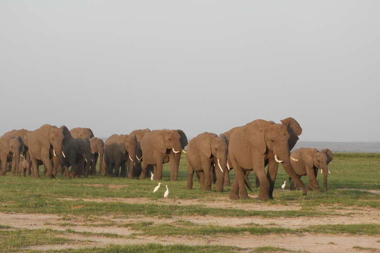 Von Nairobi aus: Amboseli National Park Tagesausflug & Pirschfahrt