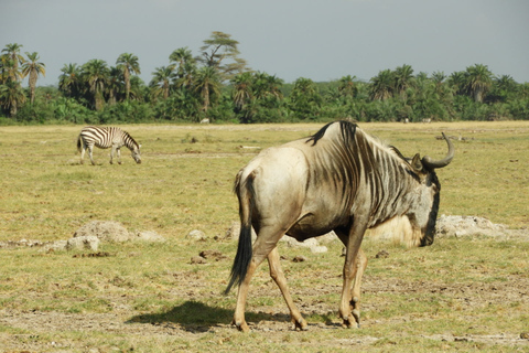 Von Nairobi aus: Amboseli National Park Tagesausflug & Pirschfahrt