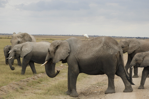 De Nairobi: Viagem de 1 dia ao Parque Nacional Amboseli e passeio de carroDe Nairóbi: excursão diurna ao Parque Nacional Amboseli e safári