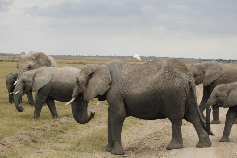 Von Nairobi aus: Amboseli National Park Tagesausflug & Pirschfahrt