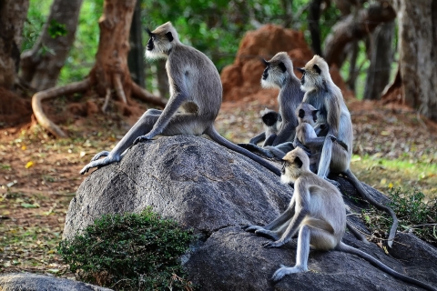 Desde Colombo: tour privado de fotografía de vida silvestre de cinco díasde galle