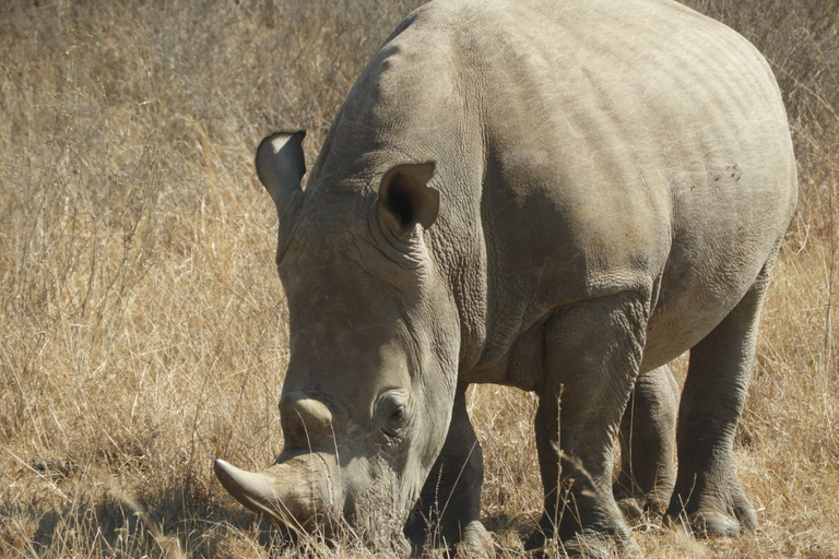 Von Nairobi aus: Ol Pejeta Conservancy Pirschfahrt & Mittagessen