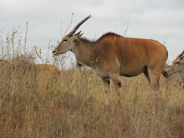 From Nairobi: Ol Pejeta Conservancy Day tour & Game Drive