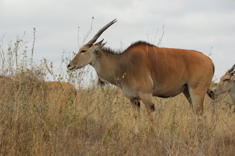 From Nairobi: Ol Pejeta Conservancy Game Drive & Lunch