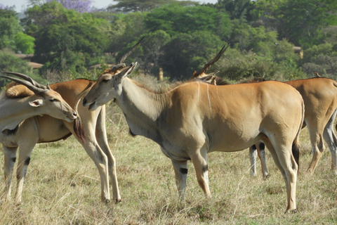 Von Nairobi aus: Ol Pejeta Conservancy Pirschfahrt & Mittagessen