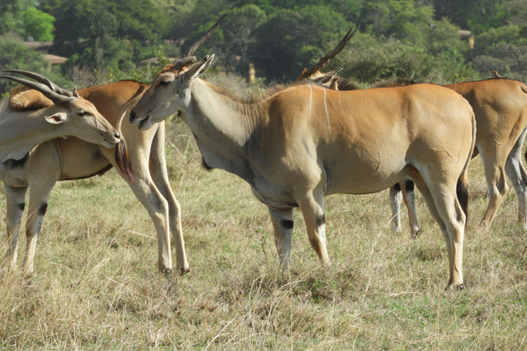 Von Nairobi aus: Ol Pejeta Conservancy Pirschfahrt & Mittagessen