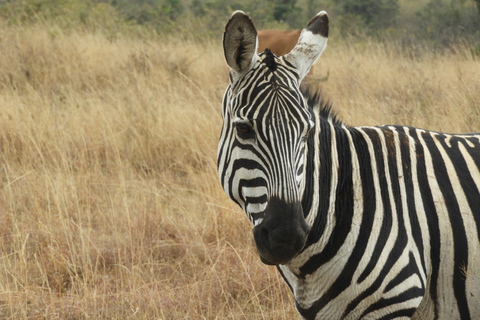 From Nairobi: Ol Pejeta Conservancy Game Drive & Lunch