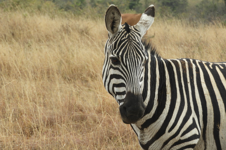 Von Nairobi aus: Ol Pejeta Conservancy Pirschfahrt & Mittagessen