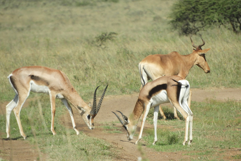 From Nairobi: Ol Pejeta Conservancy Game Drive & Lunch