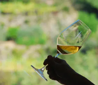 Manarola: Cinque Terre Weinverkostung