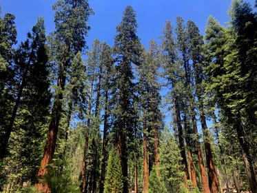 San Francisco, Day Trip to Yosemite with Giant Sequoias Hike - Housity