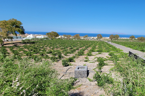 Santorini: Trzy winnice i jedna wycieczka po browarze z degustacjąPrywatna wycieczka