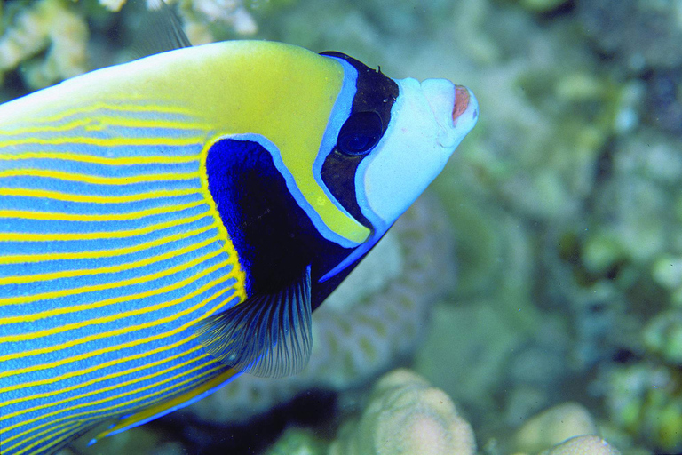 Mauricio: experiencia de buceo en la costa norte