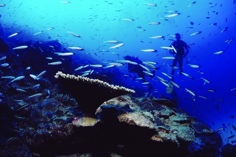 Mauricio: experiencia de buceo en la costa norte