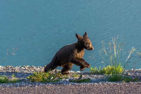 Jasper National Park: Evening or Morning Wildlife Search