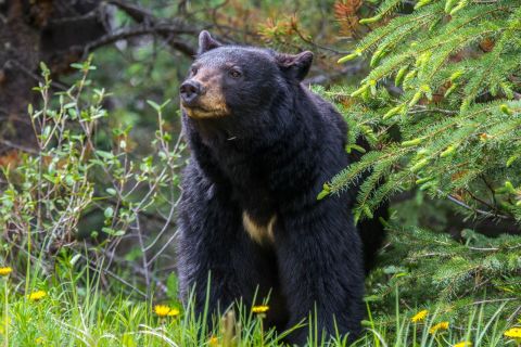 Jasper National Park: wilde dieren spotten avond of ochtend