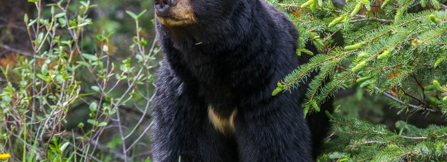 Parc national Jasper : observation de la faune en soirée ou en matinée