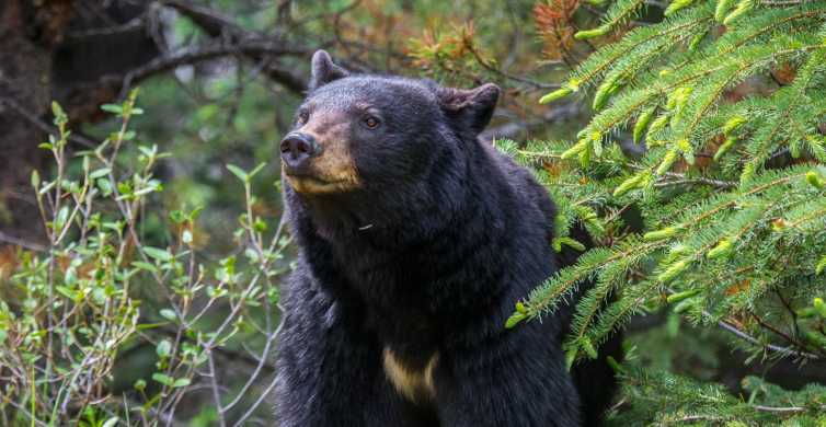 Jasper National Park Evening or Morning Wildlife Search GetYourGuide