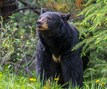 Parque Nacional Jasper: excursão de observação da vida selvagem pela manhã ou à noite