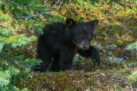 Jasper National Park: Evening or Morning Wildlife Search