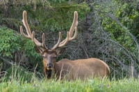Jasper National Park, Abend oder Morgen Wildlife Watch Tour - Hizvo