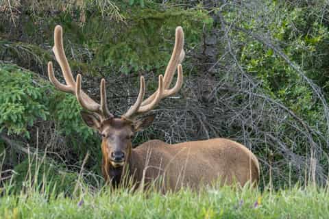 Jasper National Park: Evening or Morning Wildlife Search