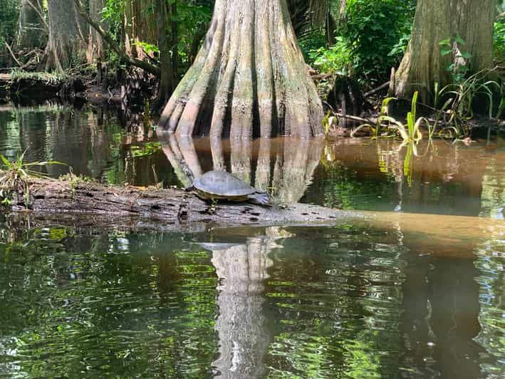 Jupiter Loxahatchee River Scenic Kayak Tour GetYourGuide
