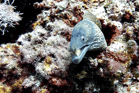 Niza : Excursión marítima VIP con snorkel y descubre el submarinismo