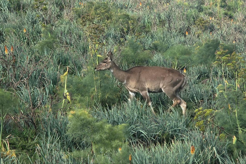 Addis Ababa: 6-Day Bale Mountains Adventure Trek