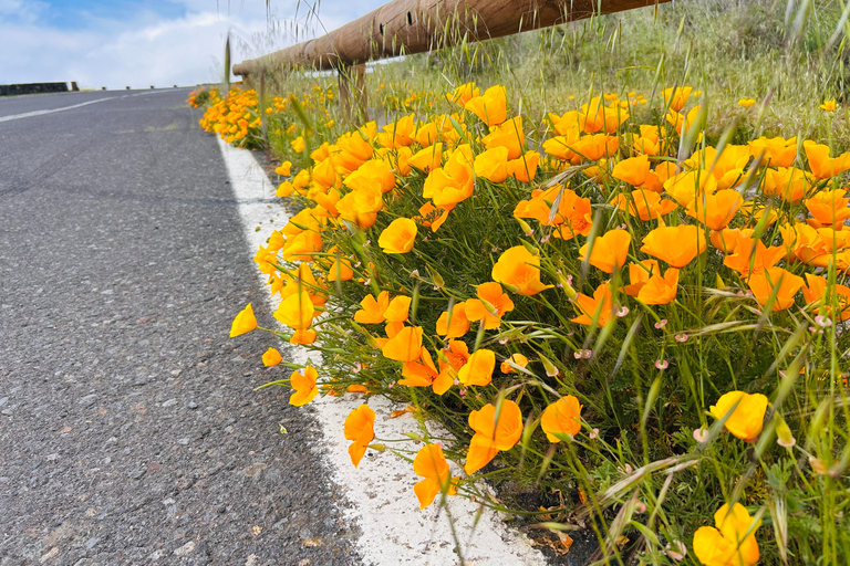 South Tenerife: Off-the-beaten-track buggy adventure South Tenerife: Full-Day Self-Drive Buggy Experience