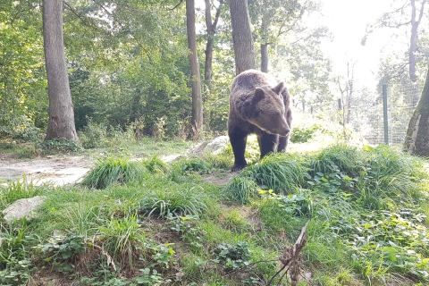 Bukareszt: Dzikie niedźwiedzie brunatne i zwiedzanie twierdzy Drakuli