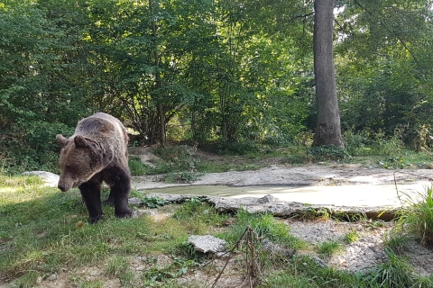 Boekarest: Wild Brown Bears en Dracula's Fortress Tour