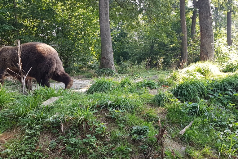 Bucarest: visite des ours bruns sauvages et de la forteresse de Dracula