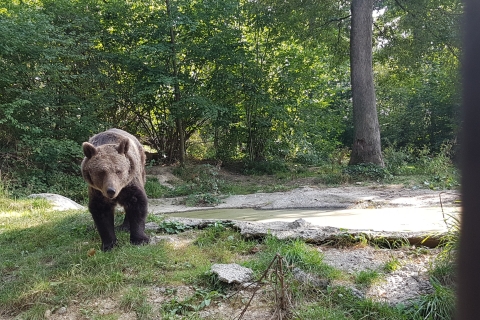 Boekarest: Wild Brown Bears en Dracula's Fortress Tour