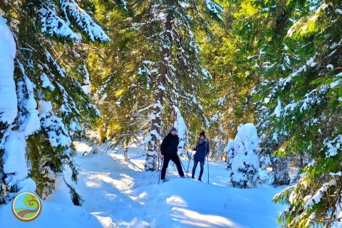 Da Cluj: escursione invernale a piedi sulla Grande Montagna